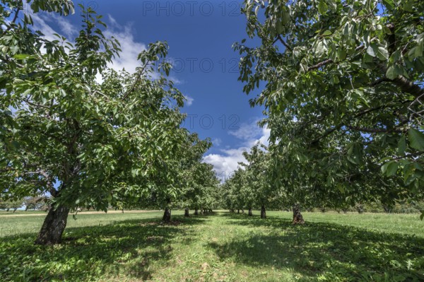 Old cherry tree plantation (Prunus avium) after harvesting, Karsberg, Upper Franconia, Bavaria, Germany