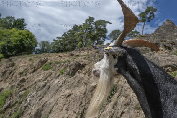 Portrait of a domestic goat (Capra aegagrus hircus) on a climbing rock, Obertrubach, Upper Franconia, Bavaria, Germany