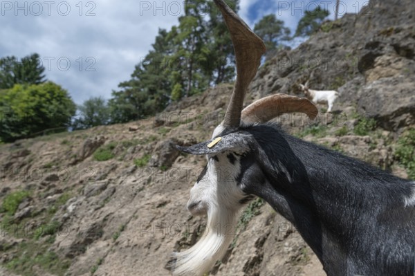Portrait of a domestic goat (Capra aegagrus hircus) on a climbing rock, Obertrubach, Upper Franconia, Bavaria, Germany