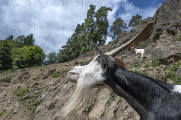 Portrait of a domestic goat (Capra aegagrus hircus) on a climbing rock, Obertrubach, Upper Franconia, Bavaria, Germany
