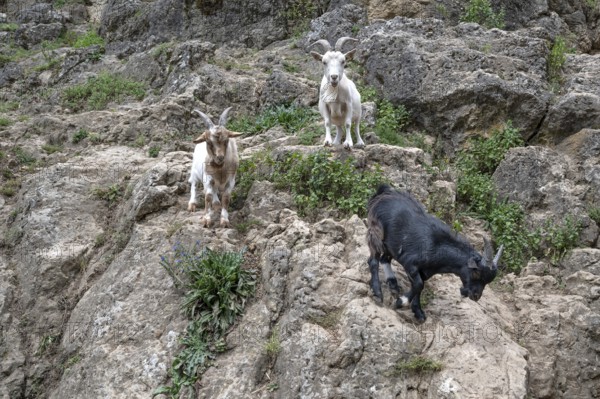 Domestic goats (Capra aegagrus hircus) on a climbing rock, Obertrubach, Upper Franconia, Bavaria, Germany