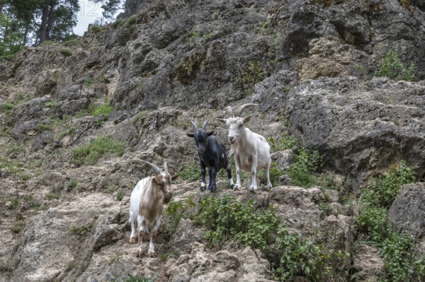 Domestic goats (Capra aegagrus hircus) on a climbing rock, Obertrubach, Upper Franconia, Bavaria, Germany