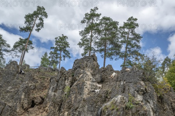 Domestic goats (Capra aegagrus hircus) on a climbing rock, Obertrubach, Upper Franconia, Bavaria, Germany