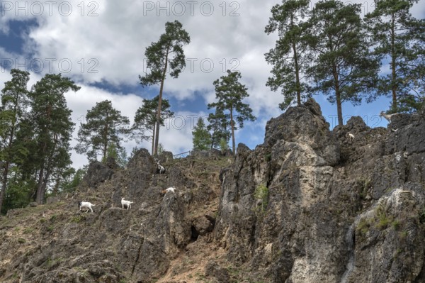 Domestic goats (Capra aegagrus hircus) on a climbing rock, Obertrubach, Upper Franconia, Bavaria, Germany