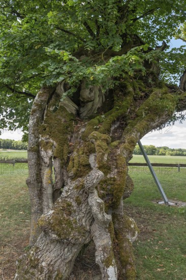 Trunk of the 600 to 1000 year old Karsberg lime tree (Tilia), Karsberg, Upper Franconia, Bavaria, Germany