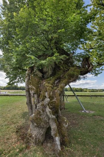 600 to 1000 year old Karsberg lime tree (Tilia), Karsberg, Upper Franconia, Bavaria, Germany