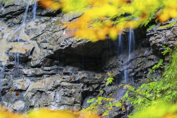 Small waterfall within the Breitachklamm gorge, beech (Fagus), beech family (Fagaceae), Schrattenkalk, Oberstdorf, Allgäu Alps, Bavaria, Germany