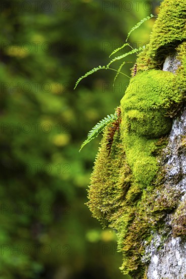 Common ribbed fern (Blechnum spicant) growing on tree, Leptosporangiate ferns (Polypodiopsida), on beech trunk, dead wood, Breitachklamm, Oberstdorf, Allgäu Alps, Bavaria, Germany