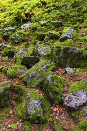 Boulders in the forest, Schrattenkalk, Breitachklamm, Oberstdorf, Allgäu Alps, Bavaria, Germany