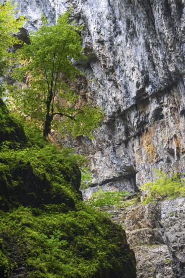 Beech (Fagus) standing on rock, Beech family (Fagaceae), Breitachklamm, Oberstdorf, Allgäu Alps, Bavaria, Germany