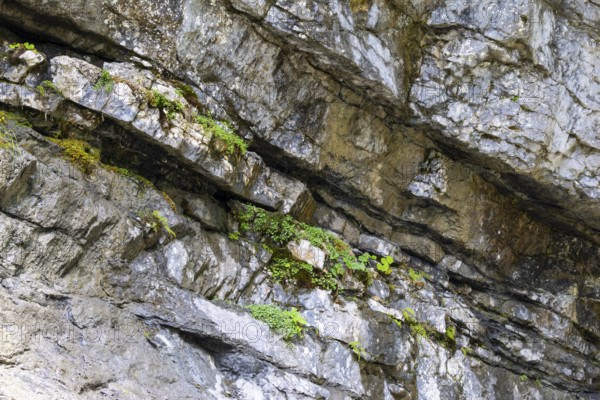 Limestone layers, Schrattenkalk, Breitachklamm, Oberstdorf, Allgäu Alps, Bavaria, Germany