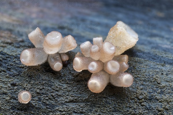 Beech jellydisc (Ombrophila pura), on beech trunk, dead wood, Breitachklamm, Oberstdorf, Allgäu Alps, Bavaria, Germany