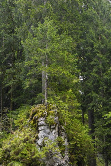 Spruce standing on rock, Spruce family (Pinaceae), Breitachklamm gorge, Oberstdorf, Allgäu Alps, Bavaria, Germany