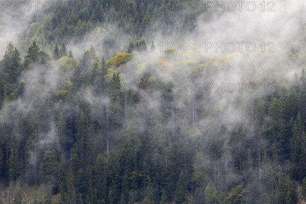 Mixed forest in fog, beech, beech, beech family (Fagaceae), spruce family (Pinaceae), Breitachklamm, Oberstdorf, Allgäu Alps, Bavaria, Germany
