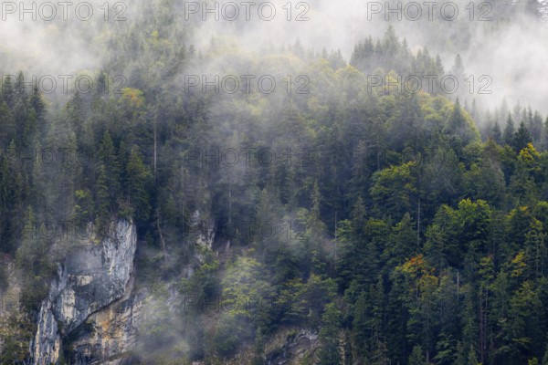 Mixed forest in fog, beech, beech, beech family (Fagaceae), spruce family (Pinaceae), rock from Schrattenkalk, Breitachklamm, Oberstdorf, Allgäu Alps, Bavaria, Germany