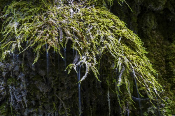 Limestone crusts on Mossen, Hinanger waterfalls, gorge, rock, limestone, Hinang, Fischen, Allgäu Alps, Bavaria, Germany