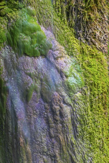 Sinterstein with mosses, Hinanger waterfalls, gorge, rock, limestone, Hinang, Fischen, Allgäu Alps, Bavaria, Germany
