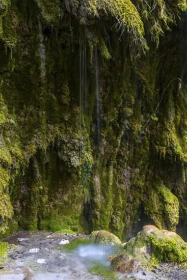 Sintered rock overgrown with mosses, Hinang waterfalls, gorge, rock, limestone, Hinang, Fischen, Allgäu Alps, Bavaria, Germany