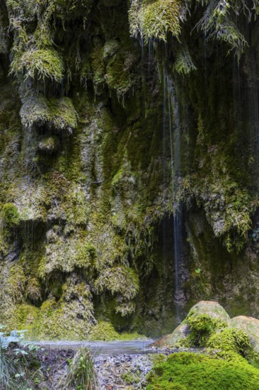Sintered rock overgrown with mosses, Hinang waterfalls, gorge, rock, limestone, Hinang, Fischen, Allgäu Alps, Bavaria, Germany