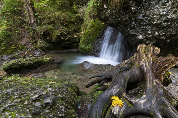 Hinang waterfalls, gorge, rock, limestone, mosses, deadwood, Hinang, Fischen, Allgäu Alps, Bavaria, Germany