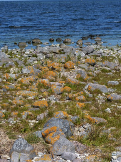 Stones covered in yellow lichen on the shore of the island of Stora grundet, Öland, Sweden, located at the northern tip of the Swedish Baltic Sea island of Öland
