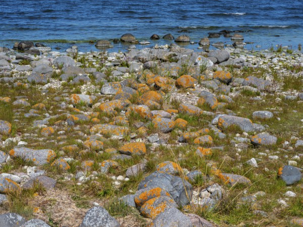 Stones covered in yellow lichen on the shore of the island of Stora grundet, Öland, Sweden, located at the northern tip of the Swedish Baltic Sea island of Öland