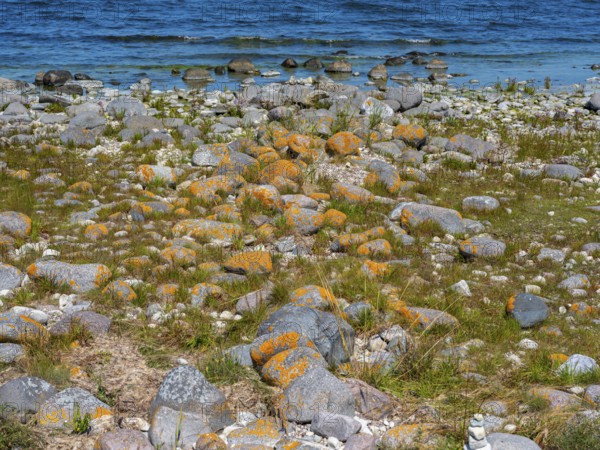 Stones covered in yellow lichen on the shore of the island of Stora grundet, Öland, Sweden, located at the northern tip of the Swedish Baltic Sea island of Öland