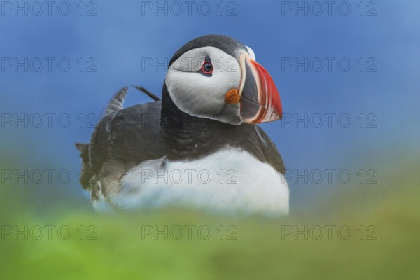 Puffin (Fratercula arctica) sitting behind blurred green foreground, Grimsey Island, Iceland