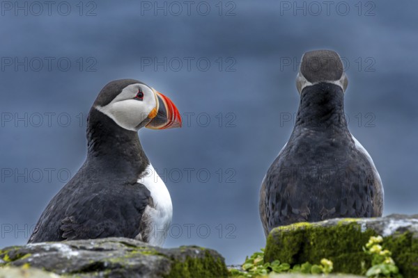 Puffin (Fratercula arctica) breeding pair sitting in side view and rear view, Grimsey Island, Iceland