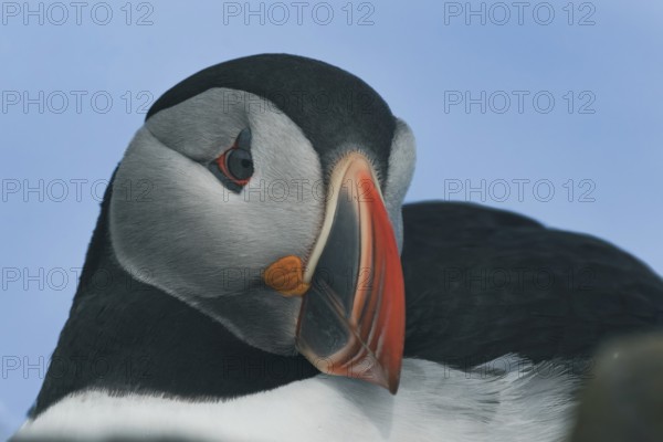 Puffin (Fratercula arctica) portrait photograph, Grimsey Island, Iceland