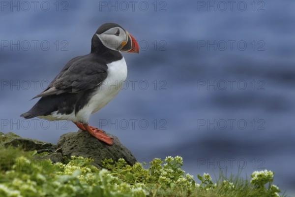 Puffin (Fratercula arctica) sitting on a cliff edge at the edge of the sea cliff, Grimsey Island, Iceland
