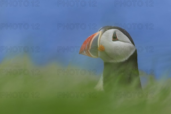 Puffin (Fratercula arctica) looking curiously to the side behind green blurred foreground, Grimsey Island, Iceland