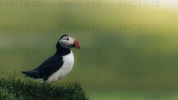Puffin (Fratercula arctica) sitting on a green meadow, Grimsey Island, Iceland