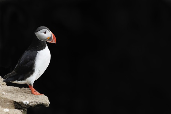 Puffin (Fratercula arctica) sitting on a cliff against a black background, Grimsey Island, Iceland
