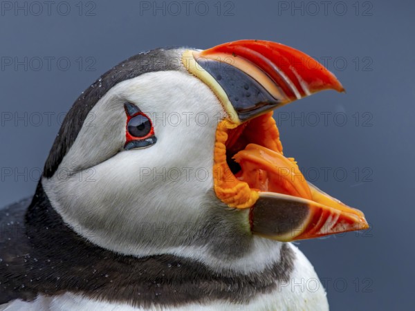 Puffin (Fratercula arctica) portrait shot with wide open beak clearly showing its orange-coloured tongue, Grimsey Island, Iceland