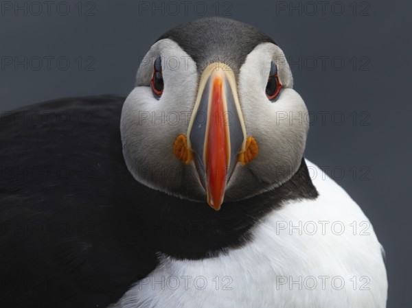 Puffin (Fratercula arctica) close-up frontal view, Grimsey Island, Iceland