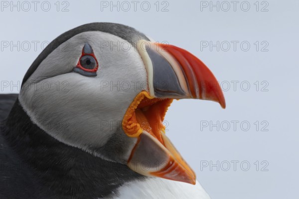 Puffin (Fratercula arctica) side view of the head with wide open beak against a white background, Grimsey Island, Iceland
