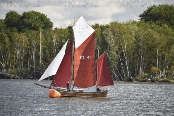 Zeesbootregatta on the Bodden near Bodstedt, Darß, Mecklenburg-Vorpommern, Germany