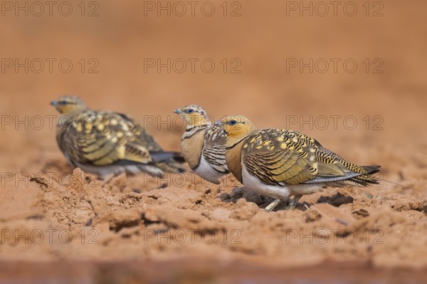 Pin-tailed Sandgrouse (Pterocles alchata) on a farmers field, Belchite, Aragon, Saragossa, Spain