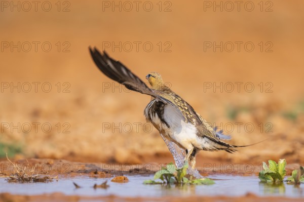 Pin-tailed Sandgrouse (Pterocles alchata) flying on a farmers field at a water pool, Belchite, Aragon, Saragossa, Spain