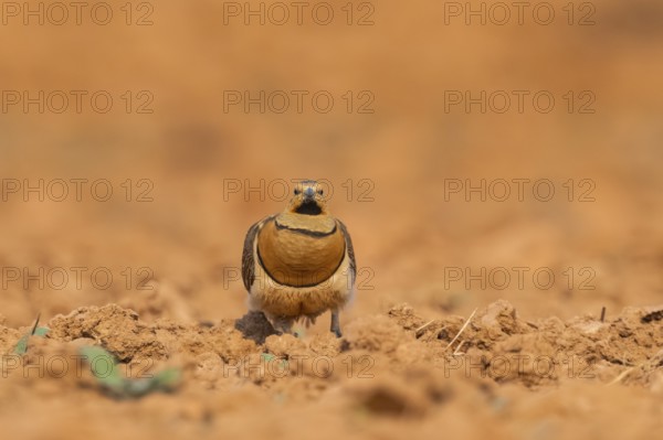 Pin-tailed Sandgrouse (Pterocles alchata) on a farmers field, Belchite, Aragon, Saragossa, Spain