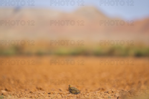 Pin-tailed Sandgrouse (Pterocles alchata) on a farmers field, Belchite, Aragon, Saragossa, Spain