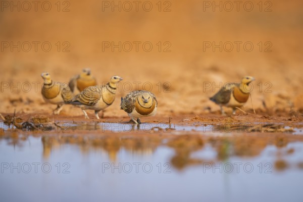 Pin-tailed Sandgrouse (Pterocles alchata) on a farmers field at a water pool, Belchite, Aragon, Saragossa, Spain