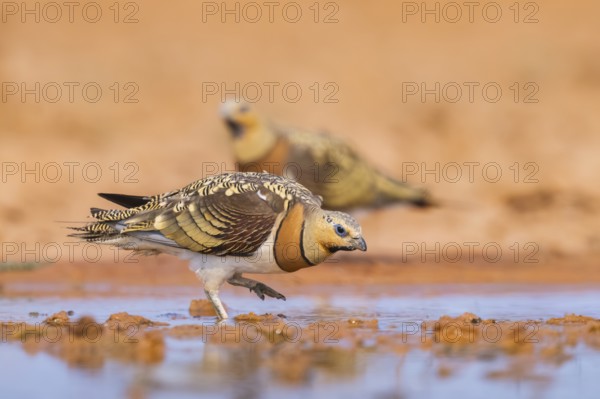 Pin-tailed Sandgrouse (Pterocles alchata) on a farmers field at a water pool, Belchite, Aragon, Saragossa, Spain