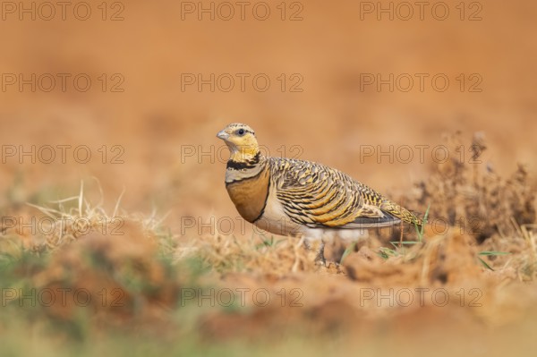 Pin-tailed Sandgrouse (Pterocles alchata) on a farmers field, Belchite, Aragon, Saragossa, Spain