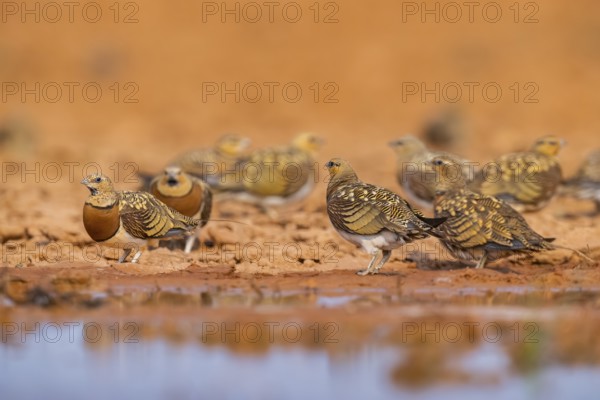 Pin-tailed Sandgrouse (Pterocles alchata) on a farmers field at a water pool, Belchite, Aragon, Saragossa, Spain