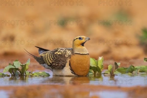 Pin-tailed Sandgrouse (Pterocles alchata) on a farmers field at a water pool, Belchite, Aragon, Saragossa, Spain