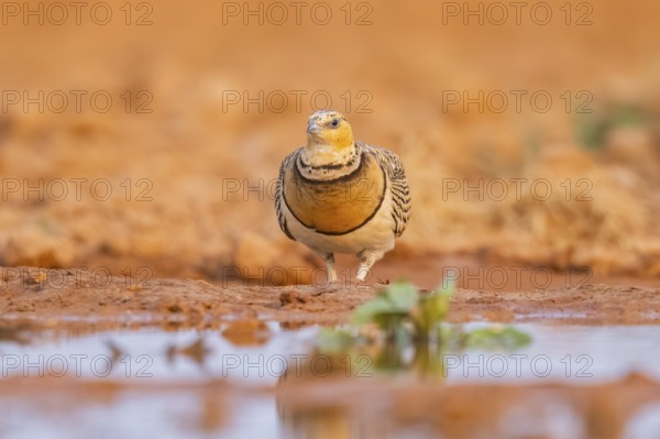Pin-tailed Sandgrouse (Pterocles alchata) on a farmers field at a water pool, Belchite, Aragon, Saragossa, Spain