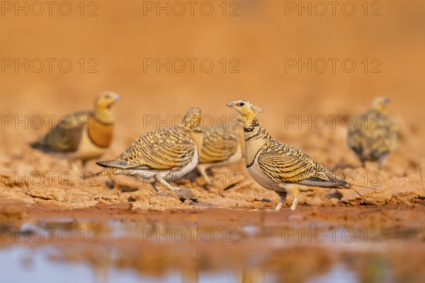 Pin-tailed Sandgrouse (Pterocles alchata) on a farmers field at a water pool, Belchite, Aragon, Saragossa, Spain