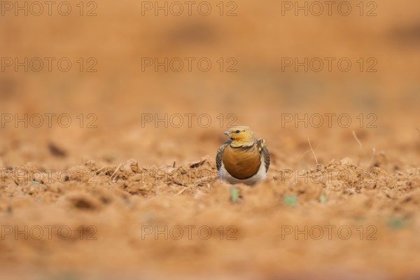 Pin-tailed Sandgrouse (Pterocles alchata) on a farmers field, Belchite, Aragon, Saragossa, Spain